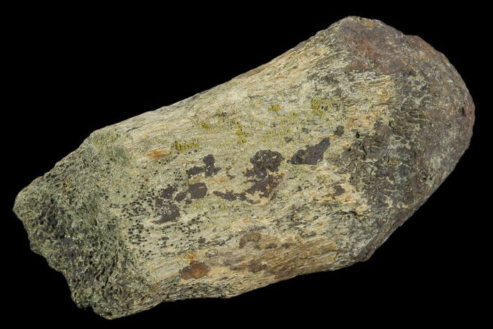 Unidentified Fossil Bone Section - North Dakota #120549